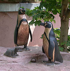 Peruvian penguin family as naturalistic bronze sculptures at Tiergarten Nürnberg