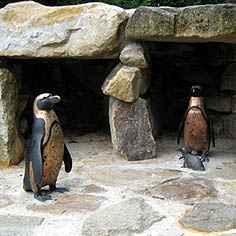 Penguin family with famous female "Sandy" as naturalistic bronze sculptures at Allwetterzoo Münster
