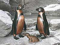 Humboldt-Pinguine in Bronze