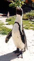 Famous penguin female "Sandy" at Allwetterzoo Münster 
