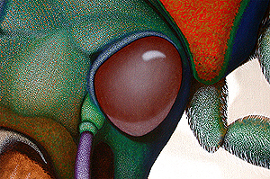 Chinese tiger beetle Cicindela painting eye by Ernst Paulduro and Ursula Krabbe-Paulduro