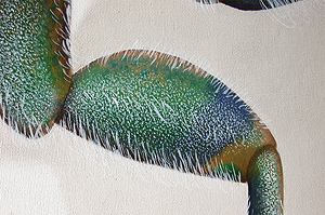 Chinese tiger beetle Cicindela painting leg by Ernst Paulduro and Ursula Krabbe-Paulduro