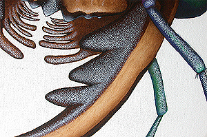 Chinese tiger beetle Cicindela painting mandibles by Ernst Paulduro and Ursula Krabbe-Paulduro