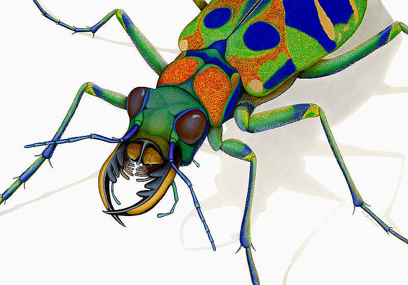 Chinese tiger beetle painting by Ernst Paulduro and Ursula Krabbe-Paulduro