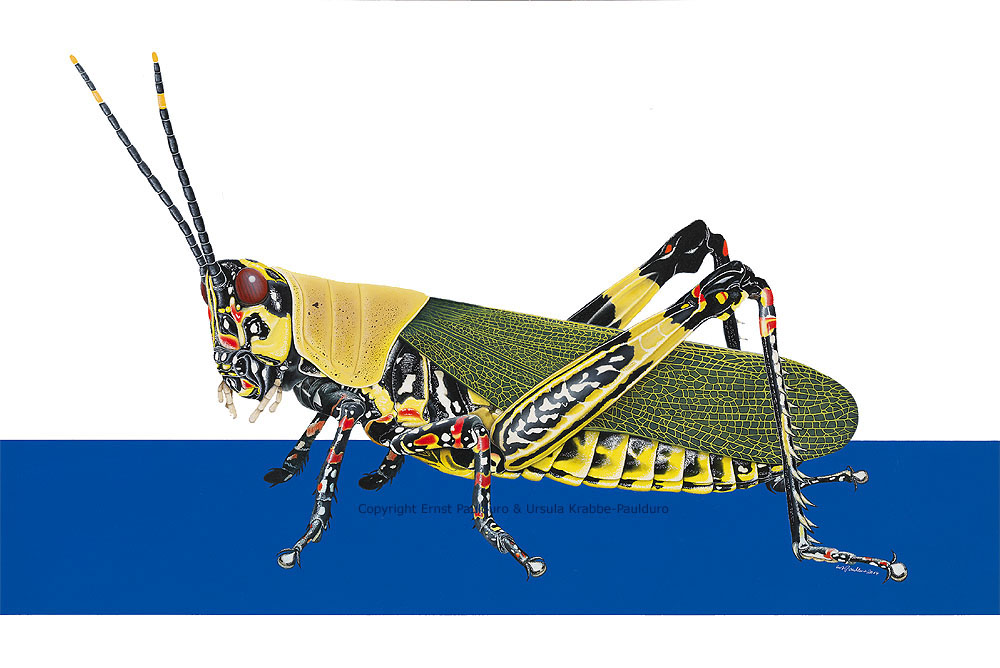 Harlequin grasshopper Zonocerus variegatus painting by Ernst Paulduro and Ursula Krabbe-Paulduro