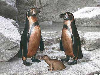 Peruvian penguin family as naturalistic bronze sculptures 