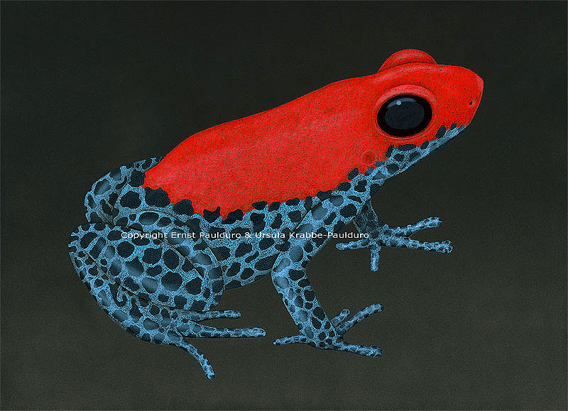 Poison arrow frog painting Heinrichh 1 by Ernst Paulduro and Ursula Krabbe-Paulduro