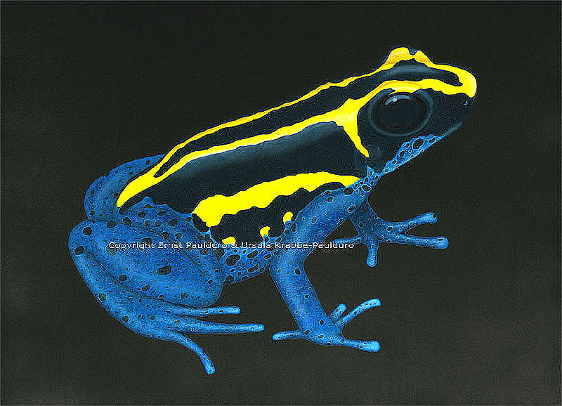 Poison arrow frog Heinrich 3 by Ernst Paulduro and Ursula Krabbe-Paulduro